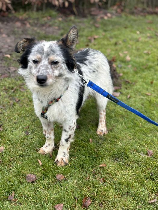 Młody wspaniały psiak szuka swojego domu