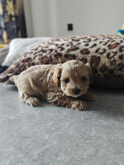 Maltipoo piękny szczeniak