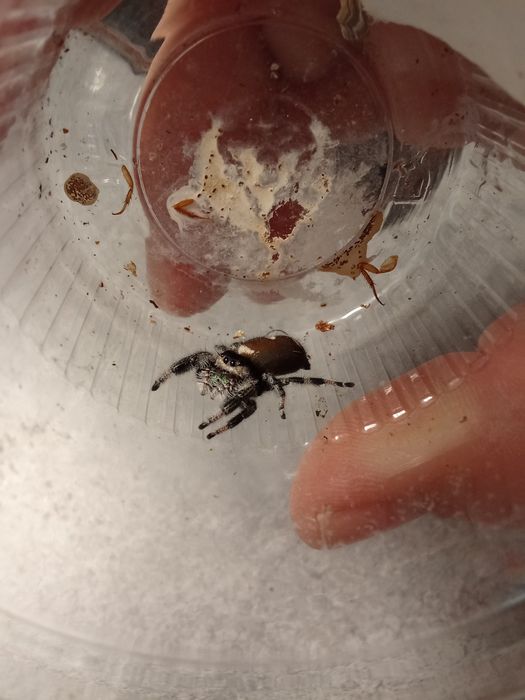 phidippus regius bahamas samica Gruby Kocur