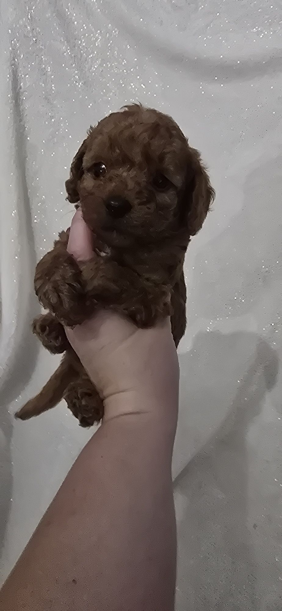 Maltipoo samczyk kolor Red Brown do odbioru