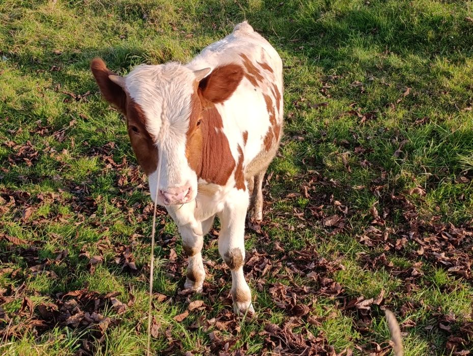 Бичок телятко теля