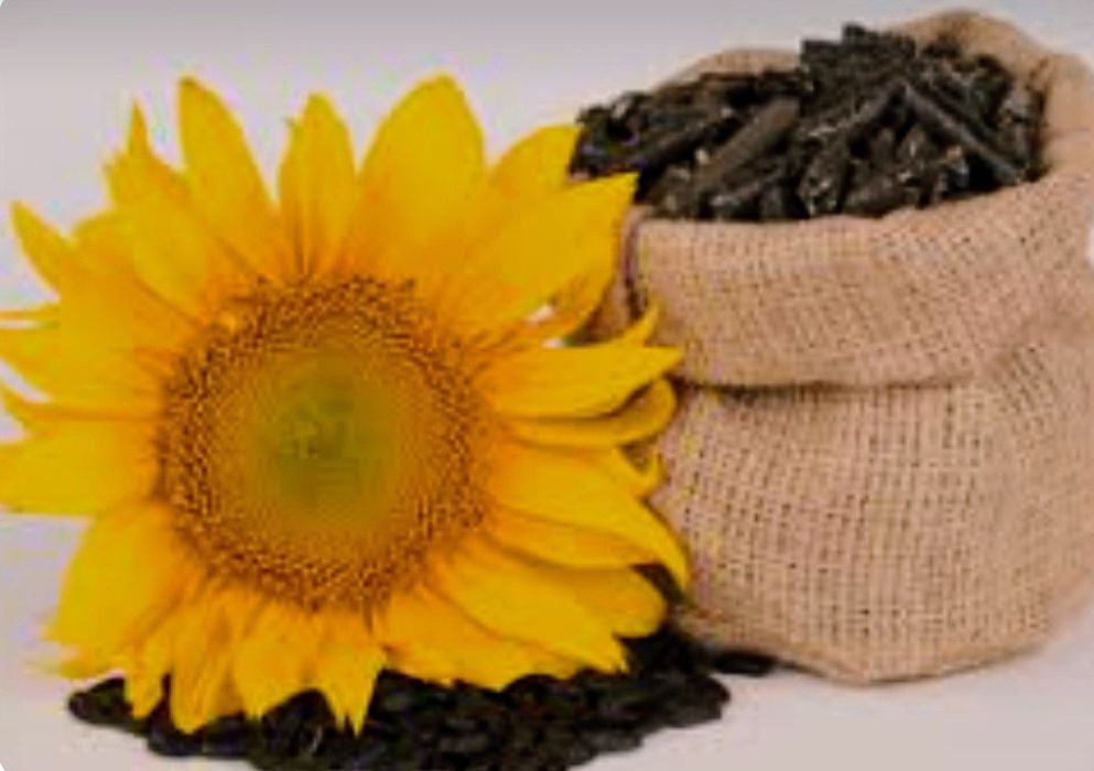 Жмых подсолнечника