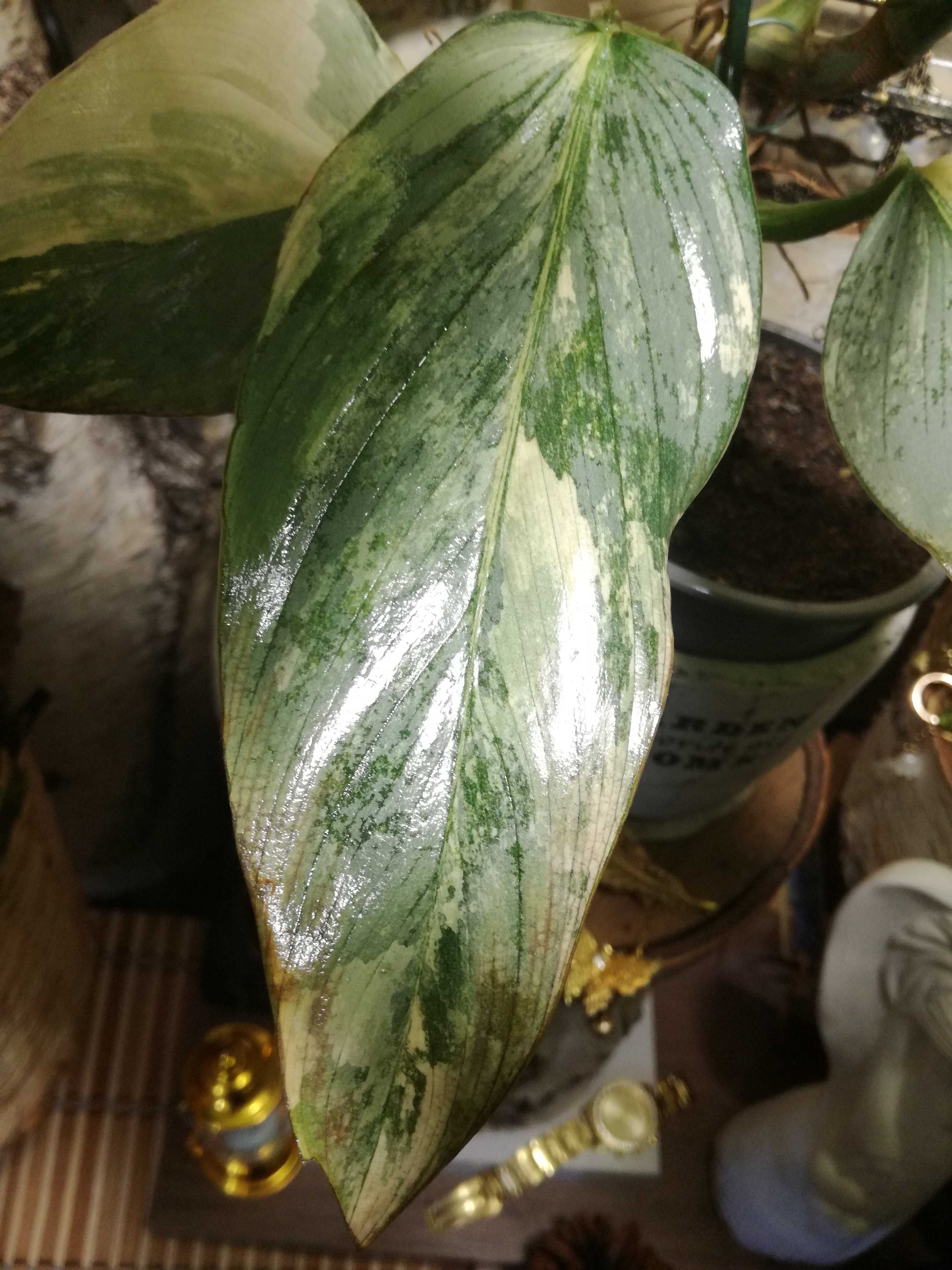 Philodendron Hastatum Silver Sword Variegata filodendron monstera