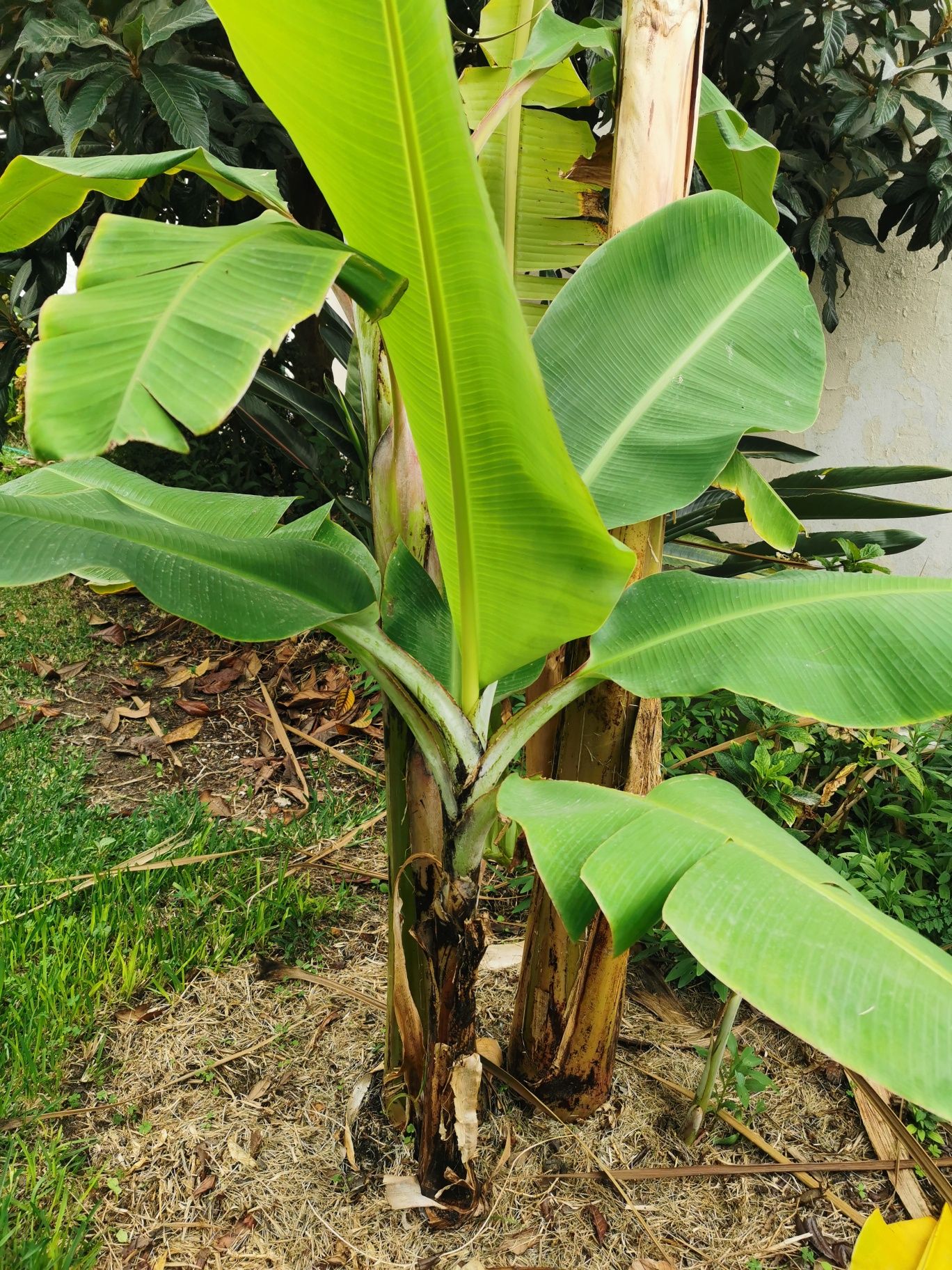Bananeira de Angola e da Madeira
