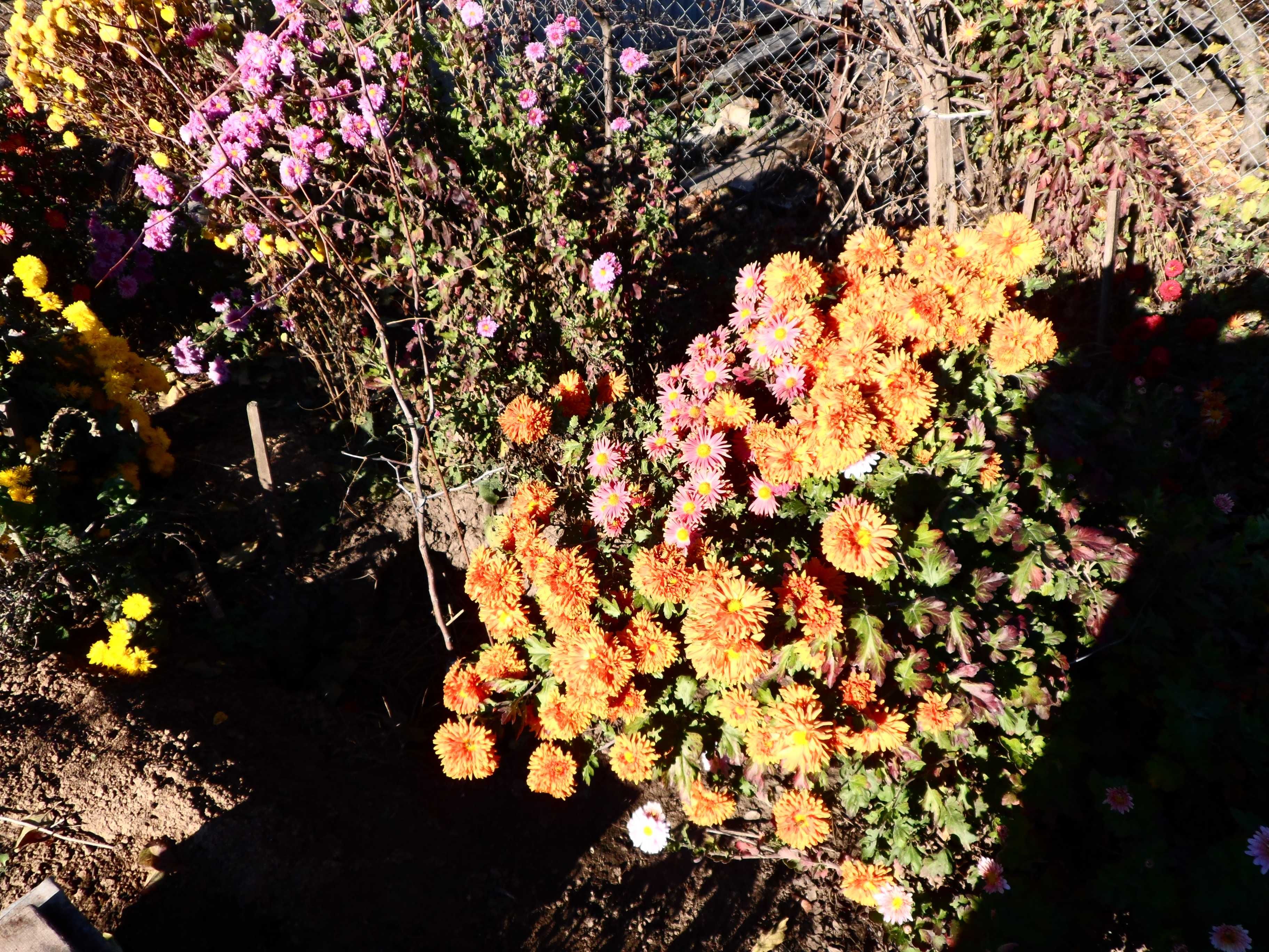 Хризантема разных цветов.