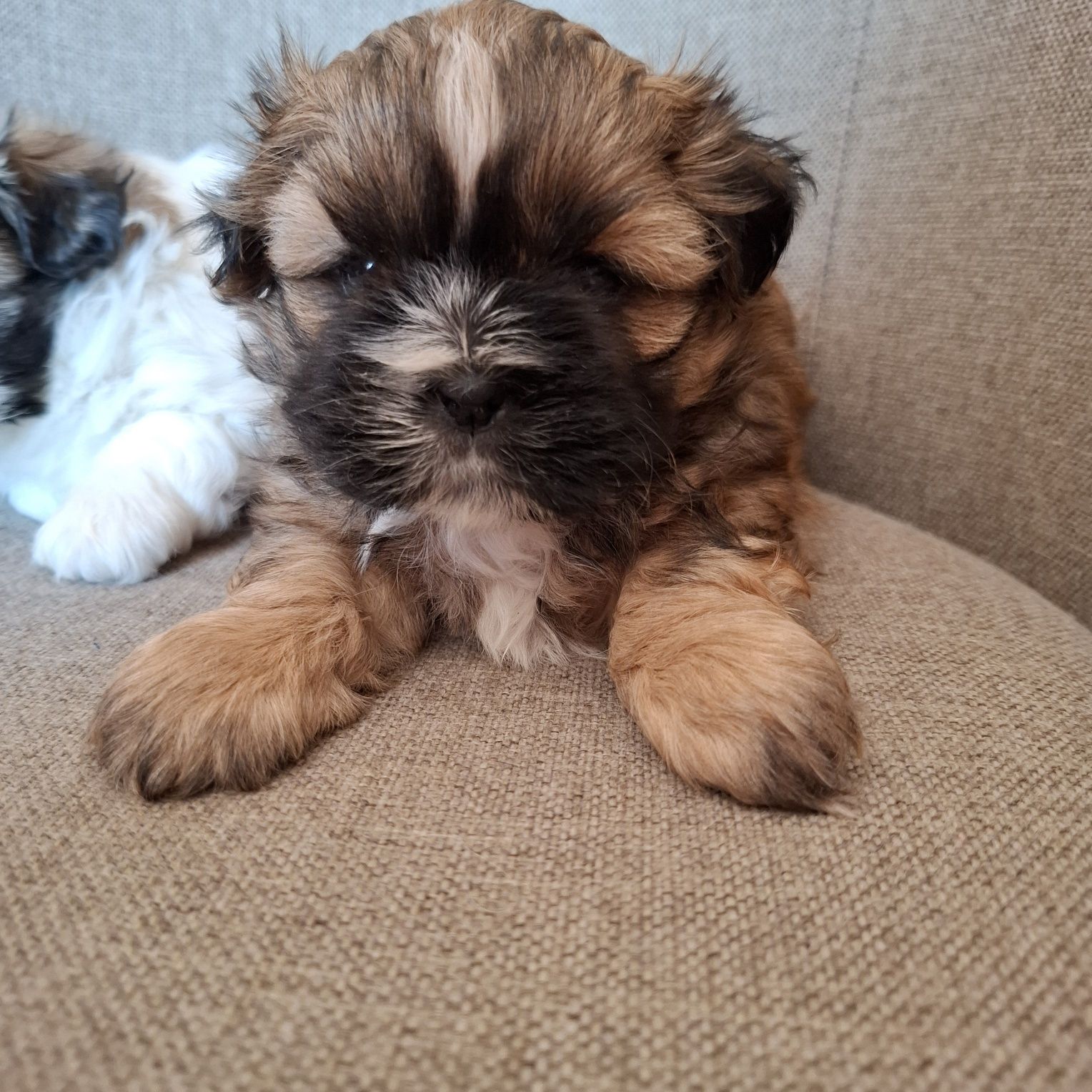 Piękny piesek shih tzu do odbioru koniec lipca same chłopaki dostępne