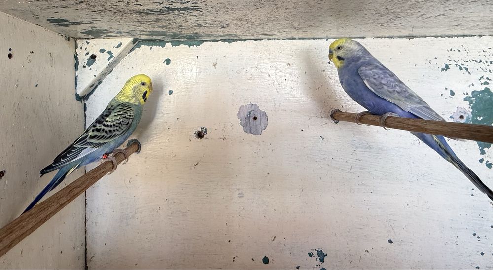 Casal de Periquitos