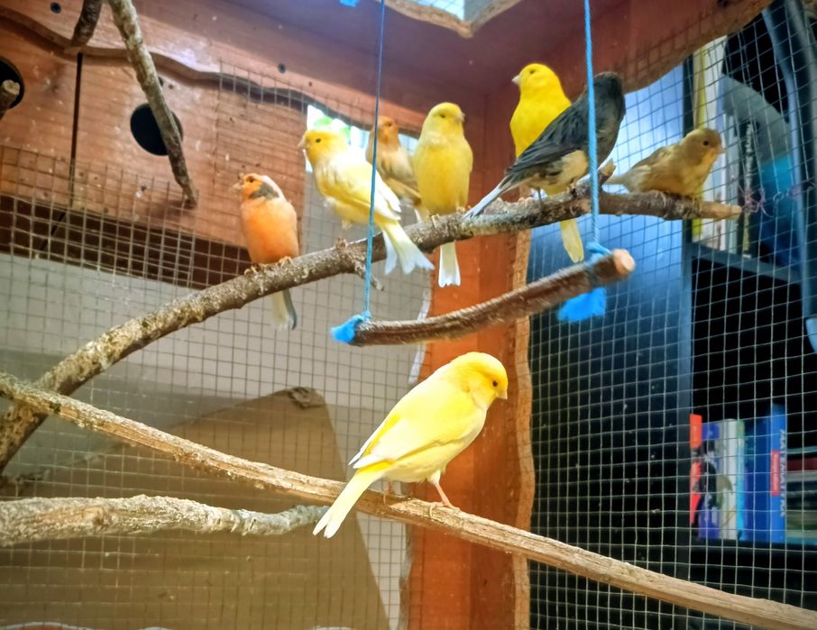 Kanarki młode z tego roku