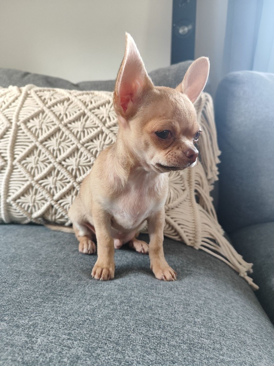 Śliczny piesek rasy chihuahua