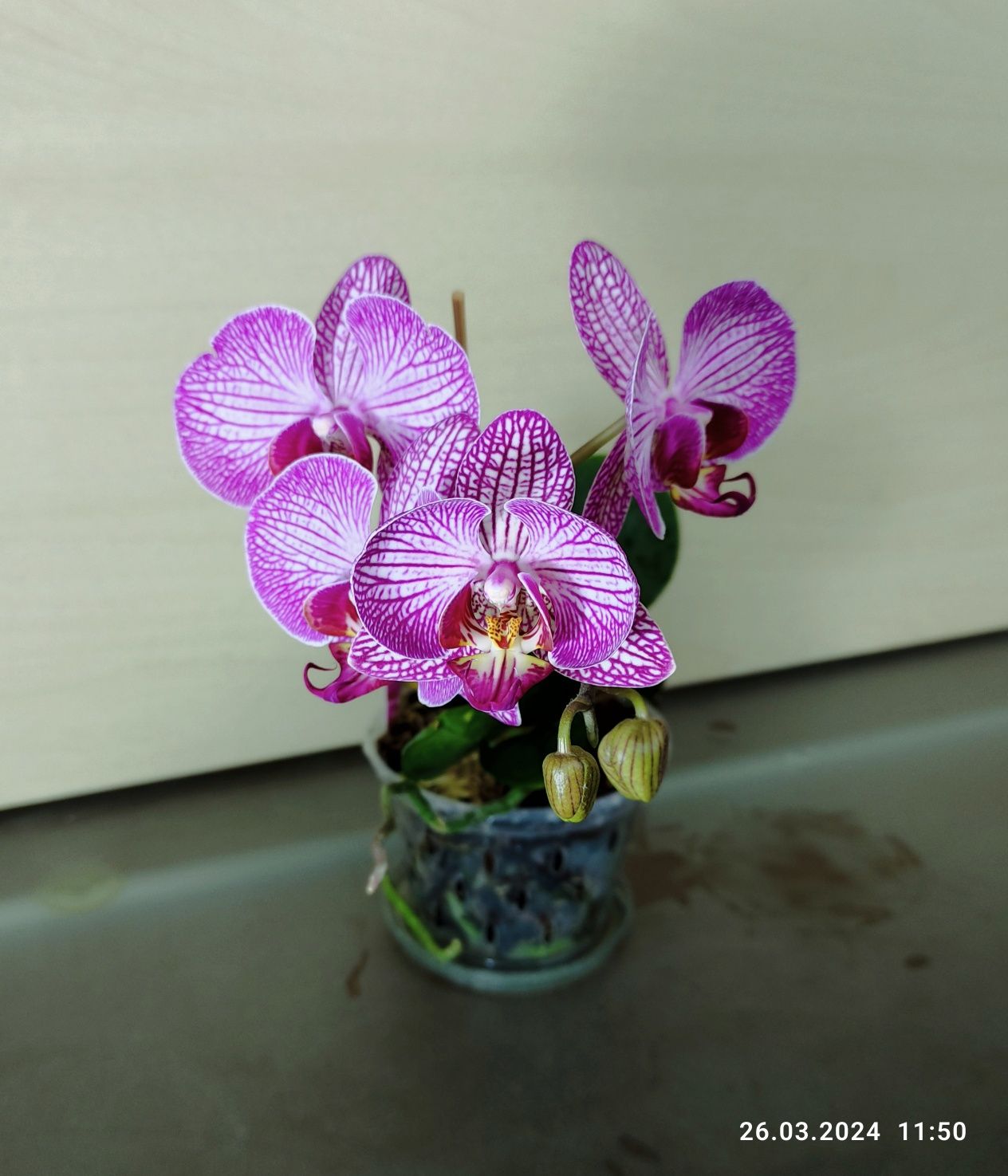 Мини орхидея фаленопсис малиновая паутинка сейчас цветет