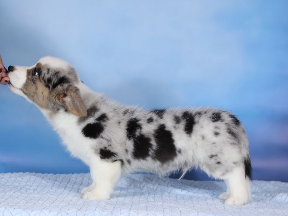 Коргі кардиган , шикарний малюк