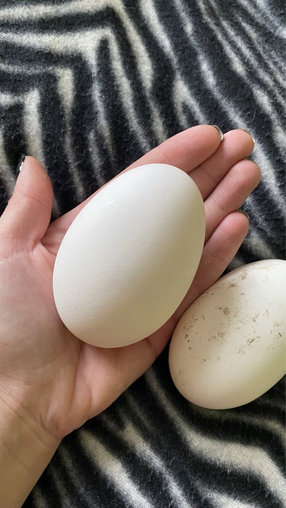 Інкубаційне яйце домашніх гусей