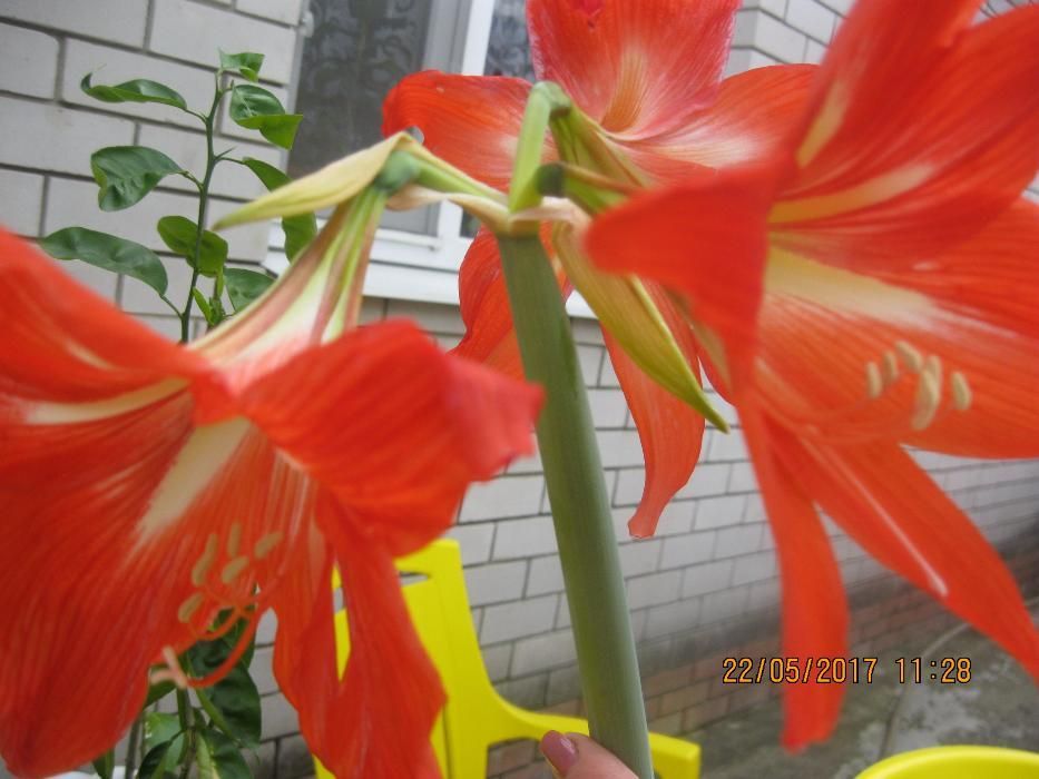 Гиппеаструм гибридний