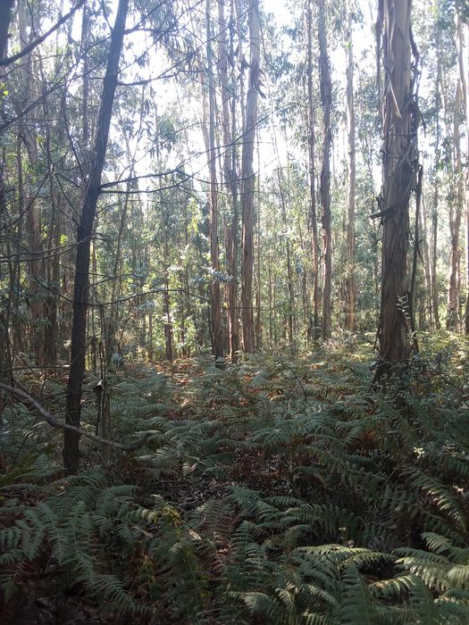 Vendo terrenos industrial em Aguada de cima por 10.000_