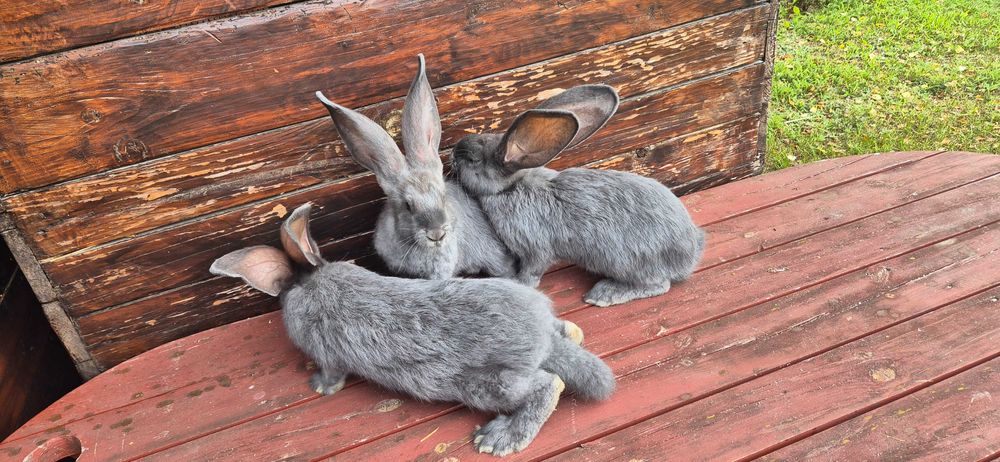 Olbrzym Belgijski niebieski