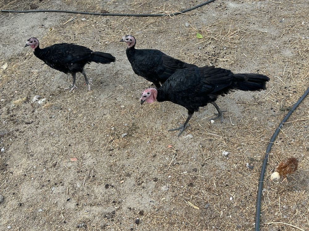 Perus pretos de campo
