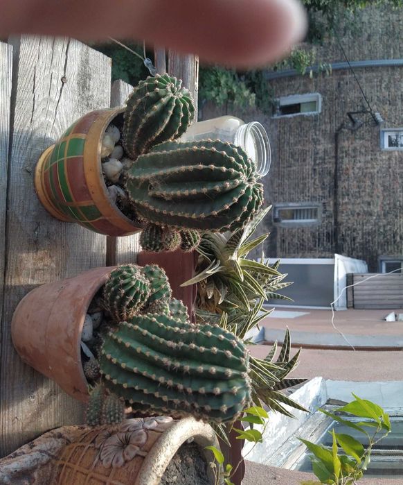 Рослини,кімнатні