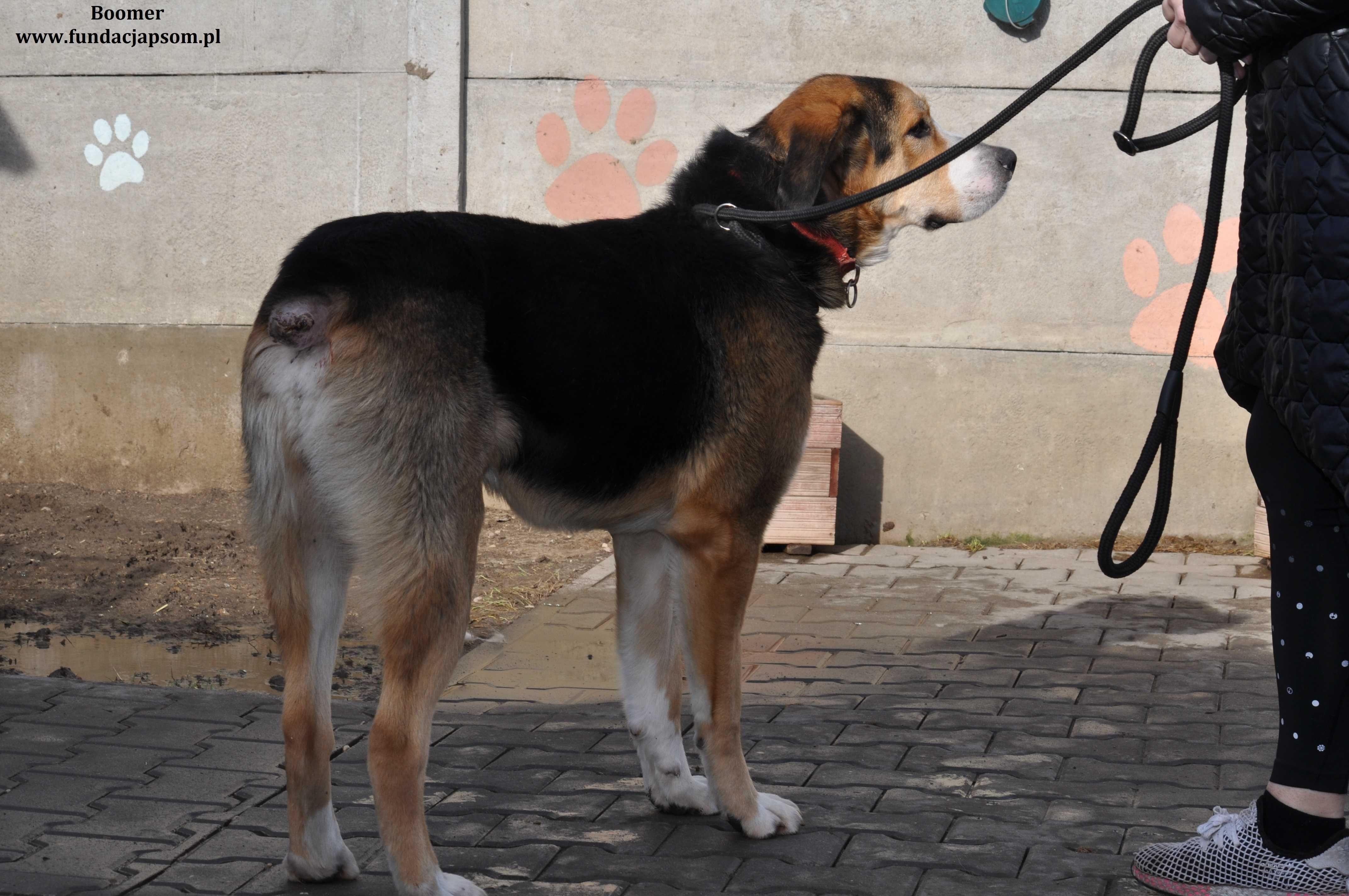 Boomer- Wyjątkowy misiek czeka na nowy domek!