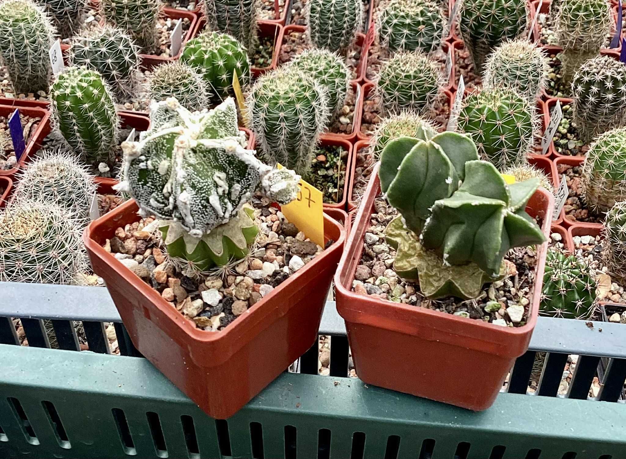 Astrophytum myriostigma - kaktus, sukulent