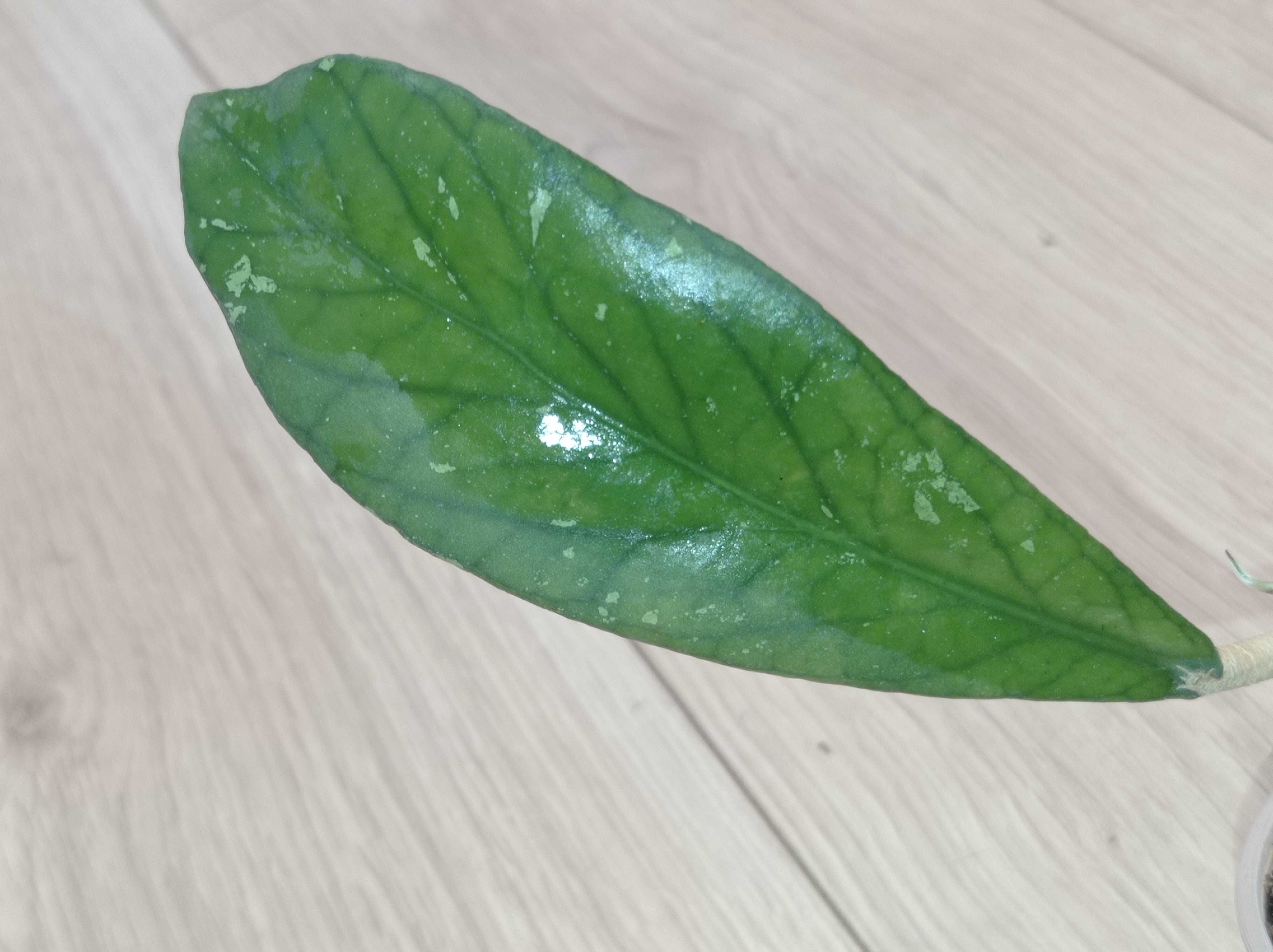 Hoya Hoja sp. BENGKULU ukorzeniona