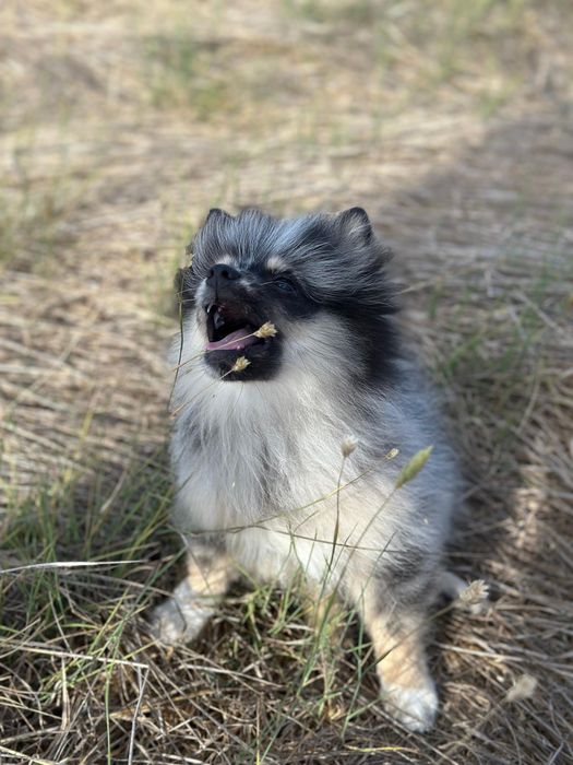 Spitz alemão macho 4 meses
