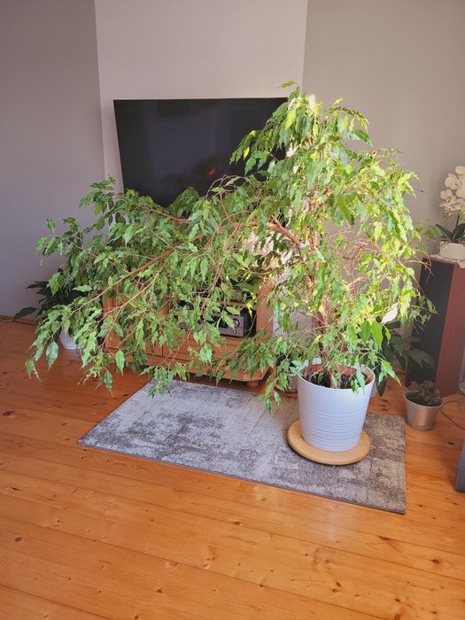 Kwiat fikus ficus benjamiński figowiec