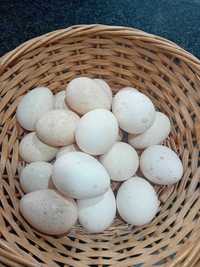 Ovos de perua fecundados