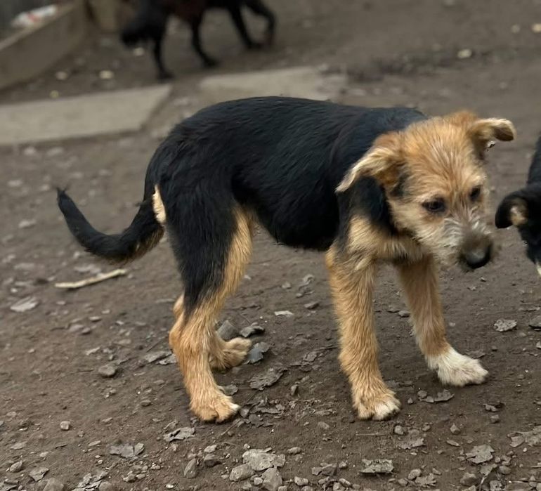 Аля отдам в семью