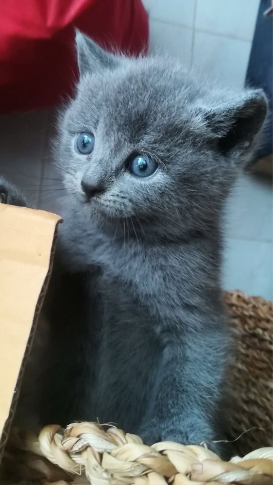 Кот шартрез на вязку