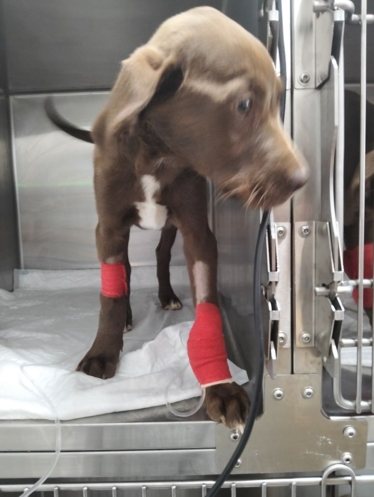 Filhotes de labrador para adoção responsável