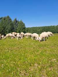 Owce roczne lacaune x fryzyjska