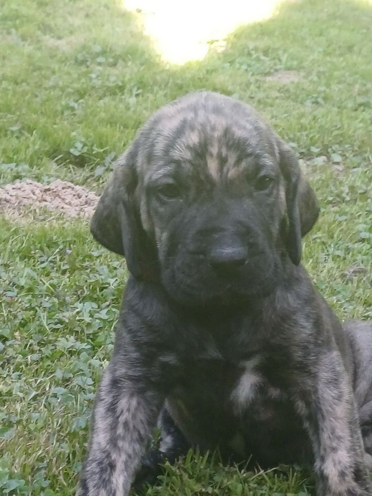 Szczeniak Fila Brasileiro