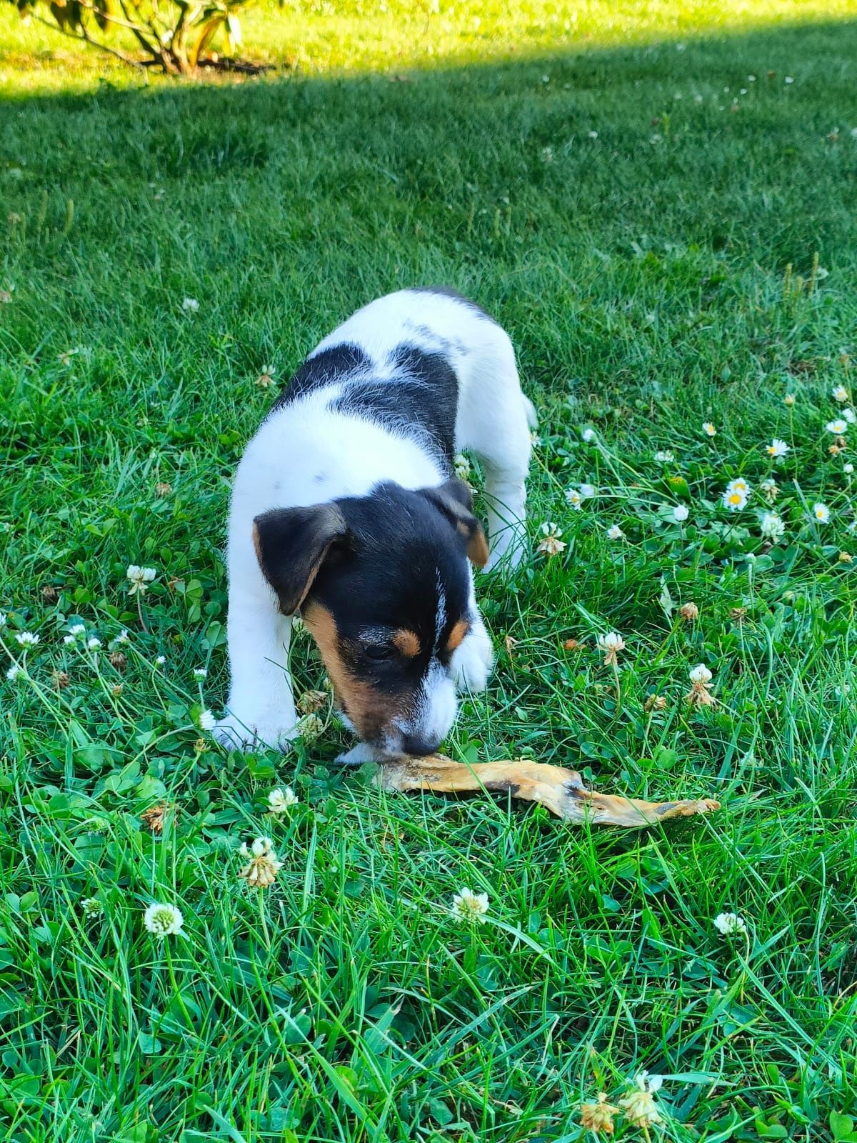 Jack Russell terrier suczka