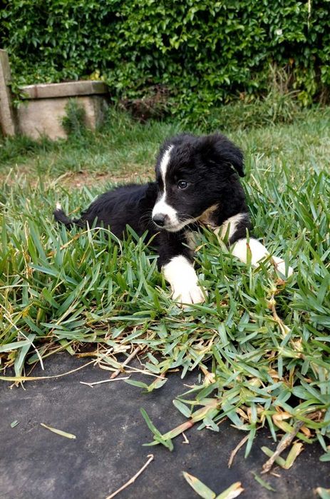 Collie preta e branca fêmea