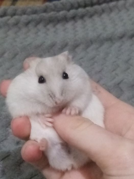 Chomik hybryda szuka domu