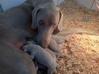 Braco weimaraner cachorro