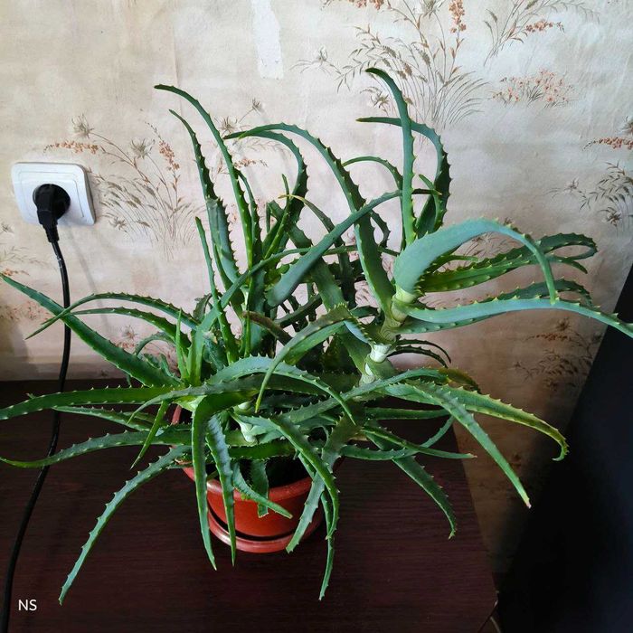 Домашні Фікус Хойя каудата Хлорофітум Дифенбахія Алое