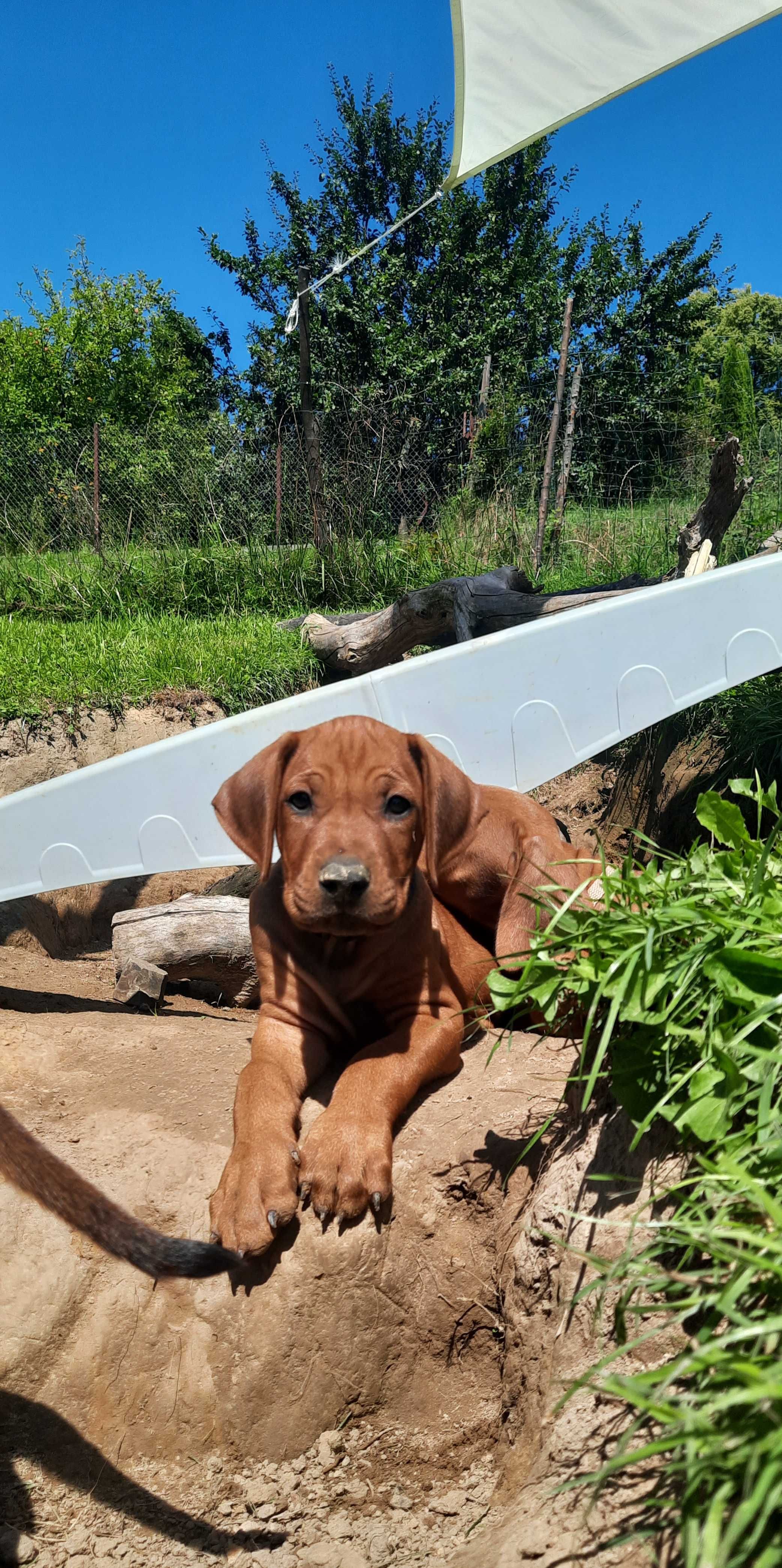 Siła - Bezpieczeństwo - Duma - Rhodesian Ridgeback -Szczeniak ZKwP