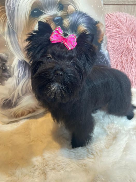 Hunter- czarna dziewczynka york