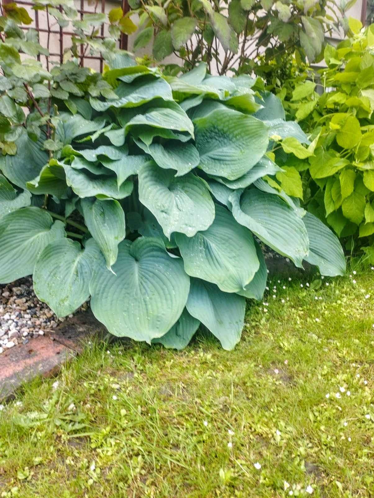 Hosta Olbrzymia /Funkia