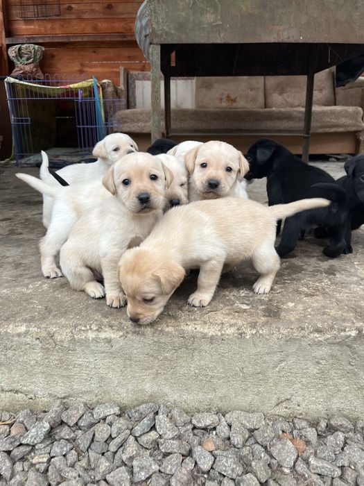 Цуценя лабрадора