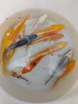Karp kolorowy, koi