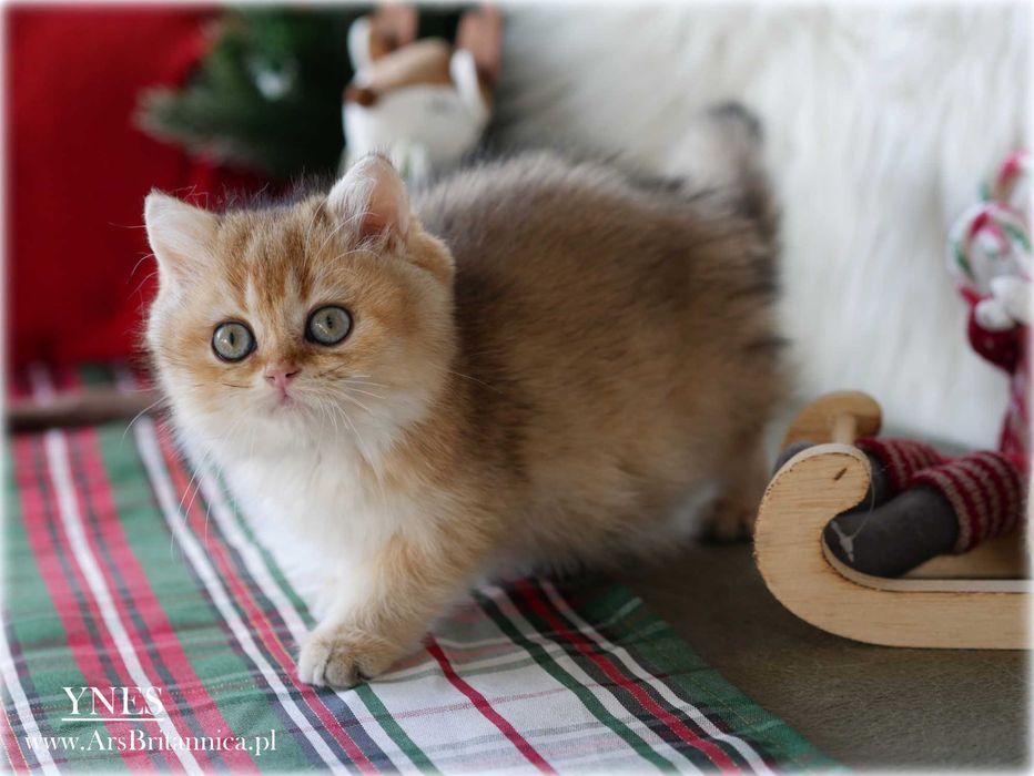 Ynes złota kotka brytyjska BRI ny 11 po Championce słodka jak laleczka