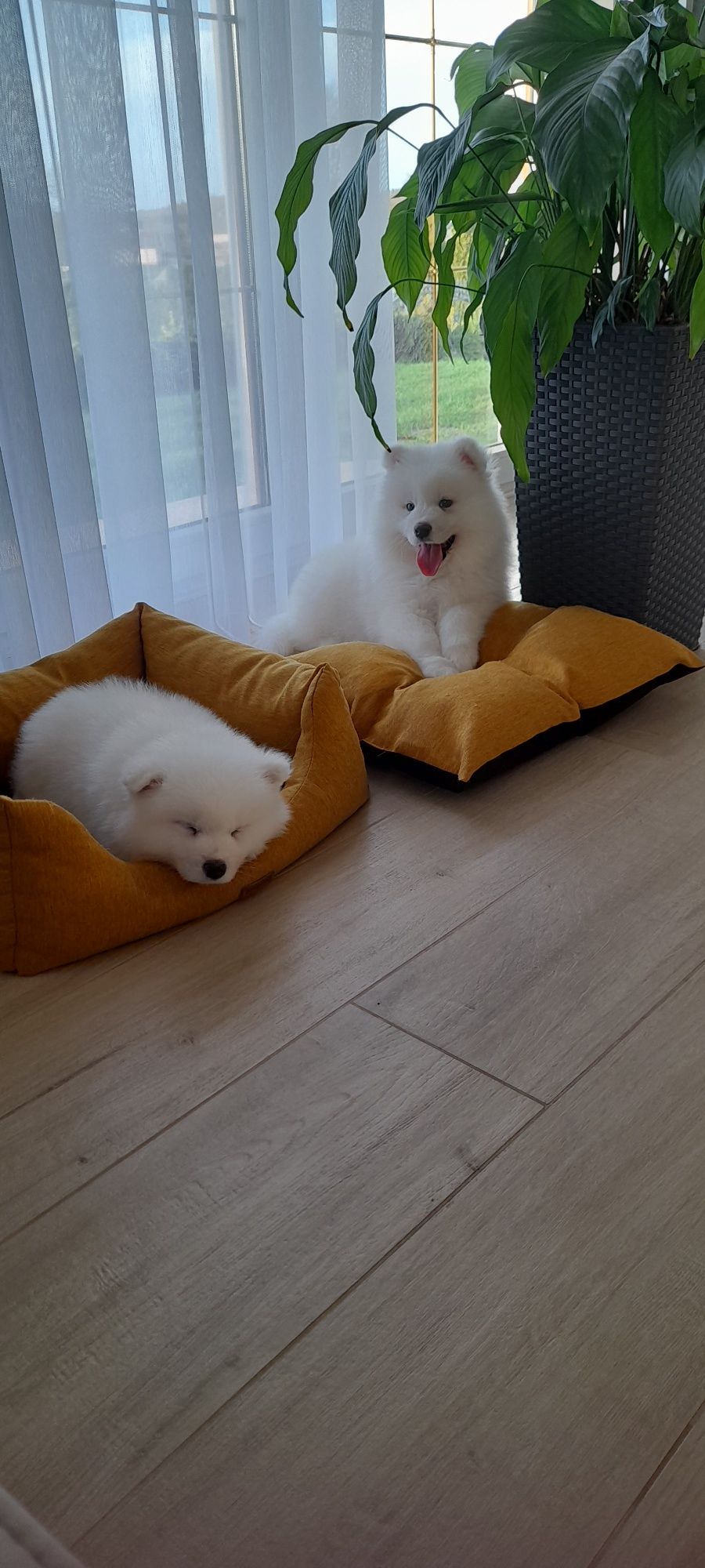 Samoyed Samojed suczka ostatnia!