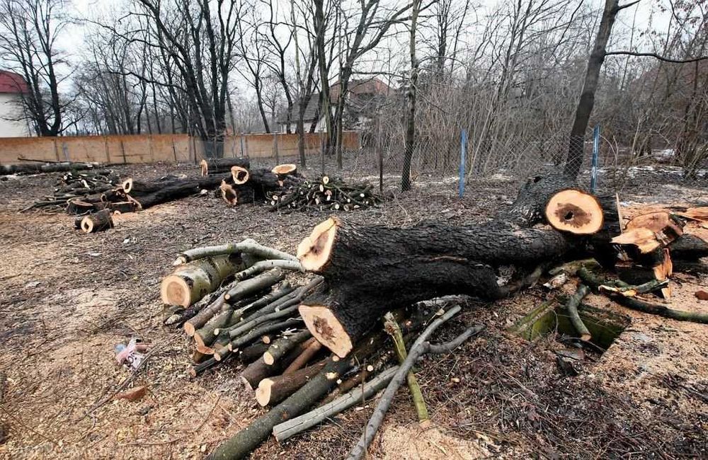 Usługi  wycinka drzew i mulcowanie drzewa