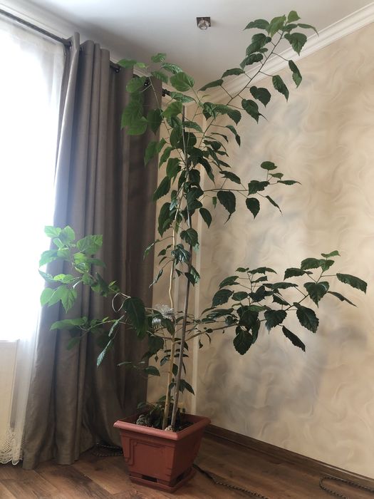 Продаю вазон  гібіскус»китайська троянда»