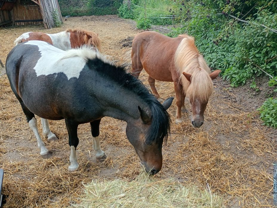 Kucynki dwie na sprzedaż