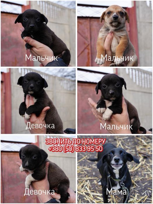 Малюки шукають дім