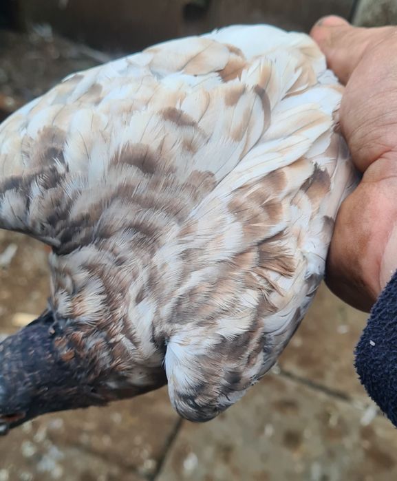 Gołębie pocztowe rubella reduced opal