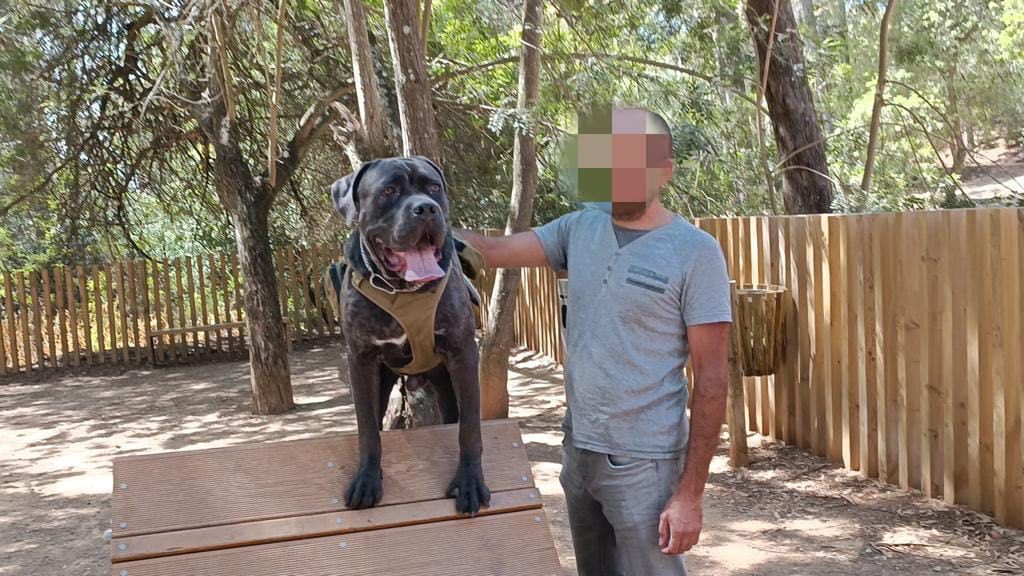 Cane corso disponível para monta